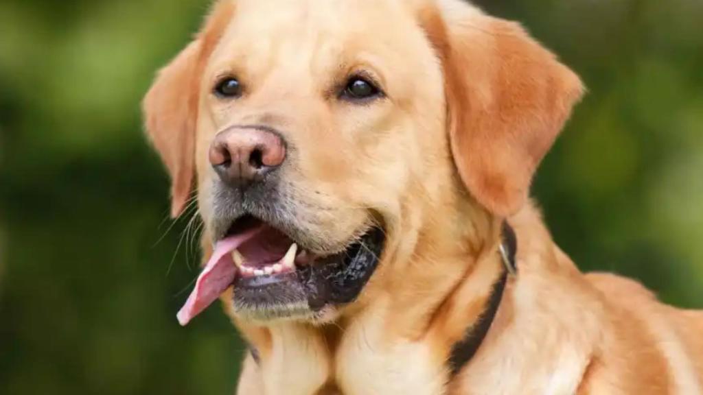 Labrador Retriever