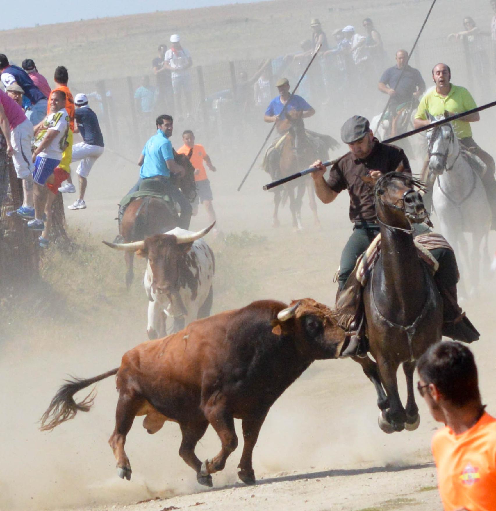 Un toro embiste a un jinete en un espanto de Ledesma