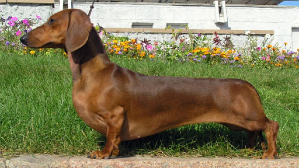 Dachshund