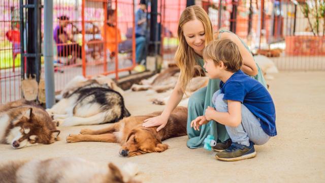 La raza de perros más cariñosa: reduce el estrés y la ansiedad