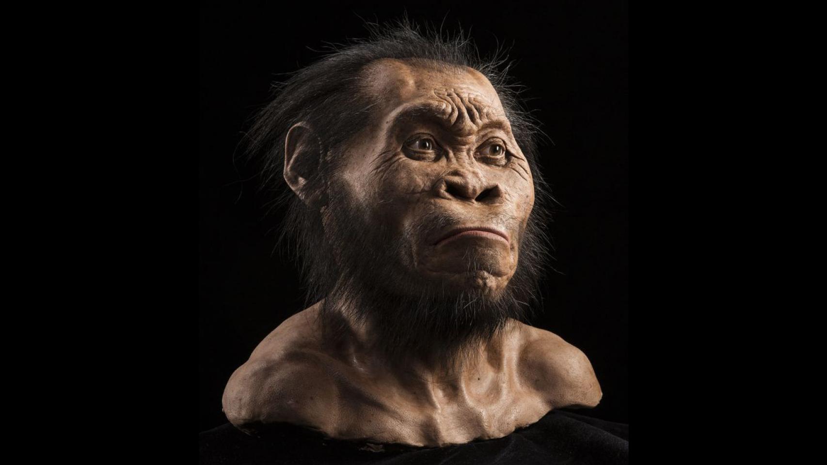 Reconstrucción de un 'Homo naledi', caracterizado por un mosaico de rasgos modernos y otros parecidos a los australopitecos. Foto: Mark Thiessen / National Geographic