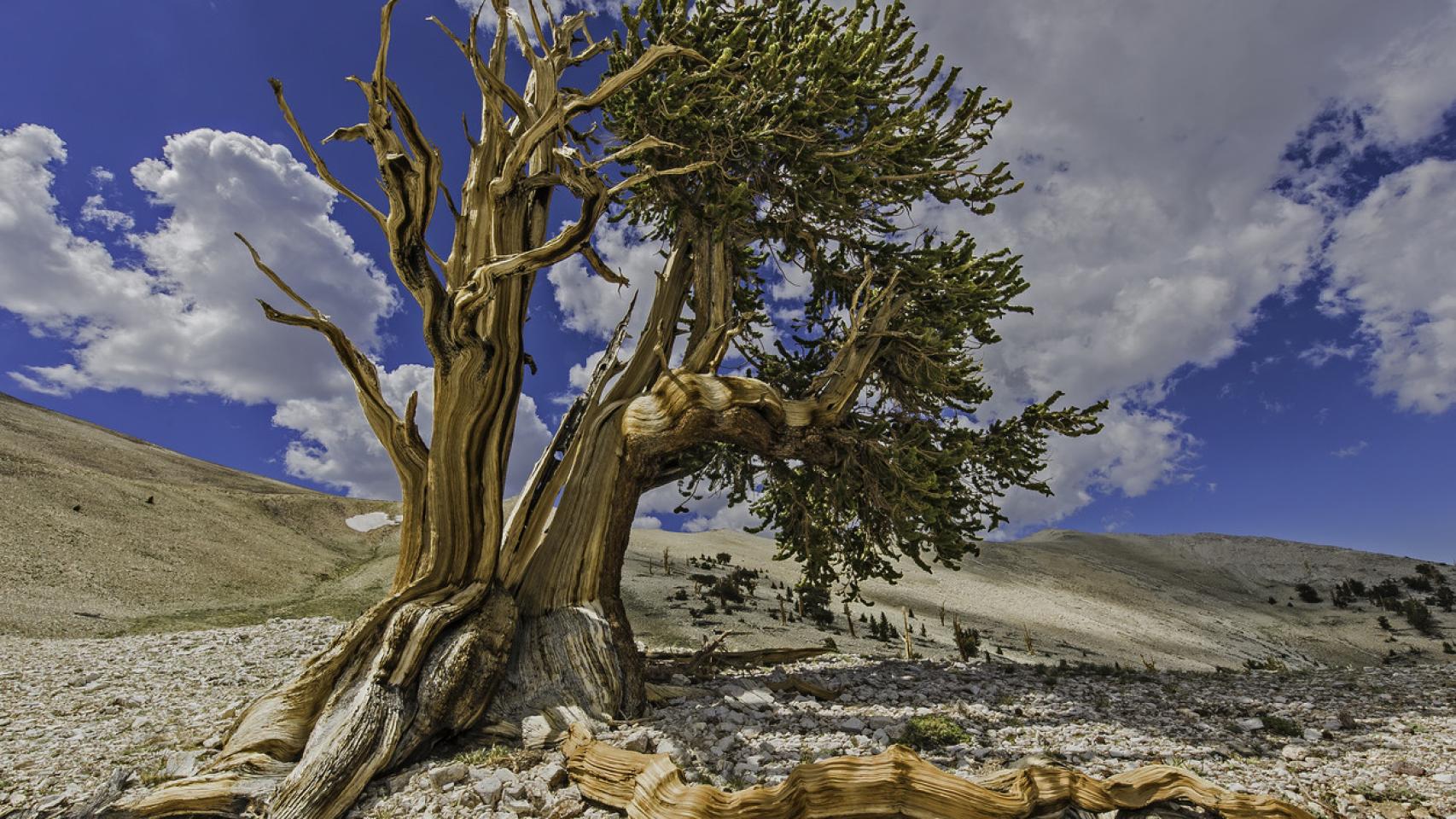 Imagen de archivo de un ejemplar de Pinus Longeave, la misma especie del árbol Matusalén.