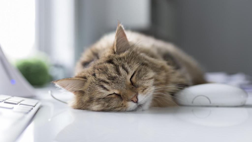 Un gato durmiendo en la mesa.