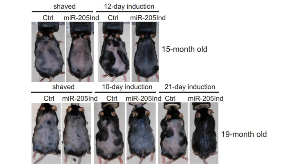 Algunos ratones recuperaron el pelo a los 10 días. Pnas.org.
