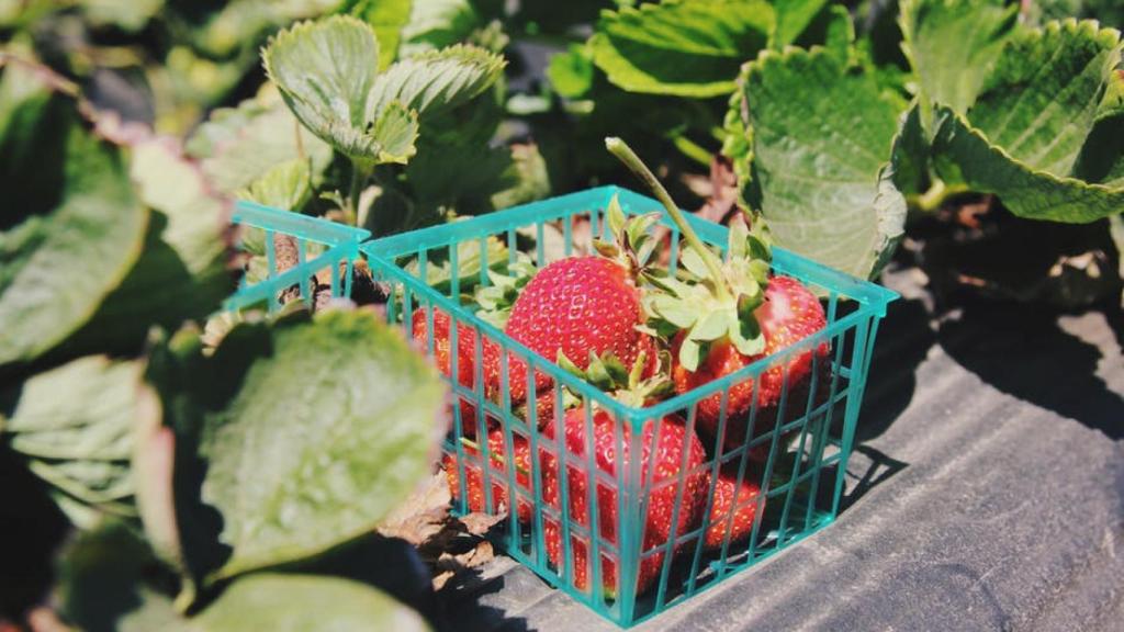 Plantas de fresa de Viveros Californía
