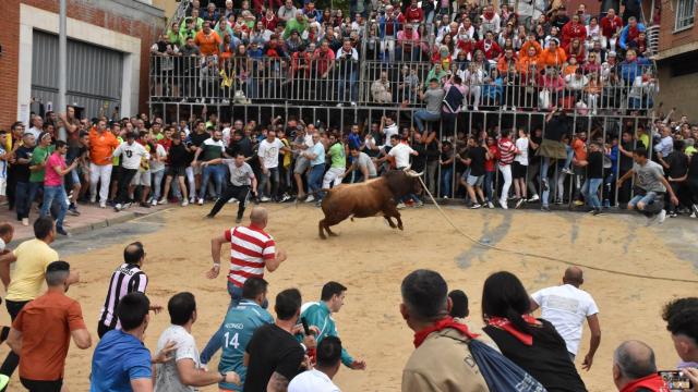 La salida de Rencoroso en las Fiestas del Toro Enmaromado