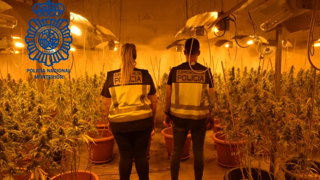 Plantación en Cabanillas del Campo (Guadalajara). Foto: Policía Nacional.