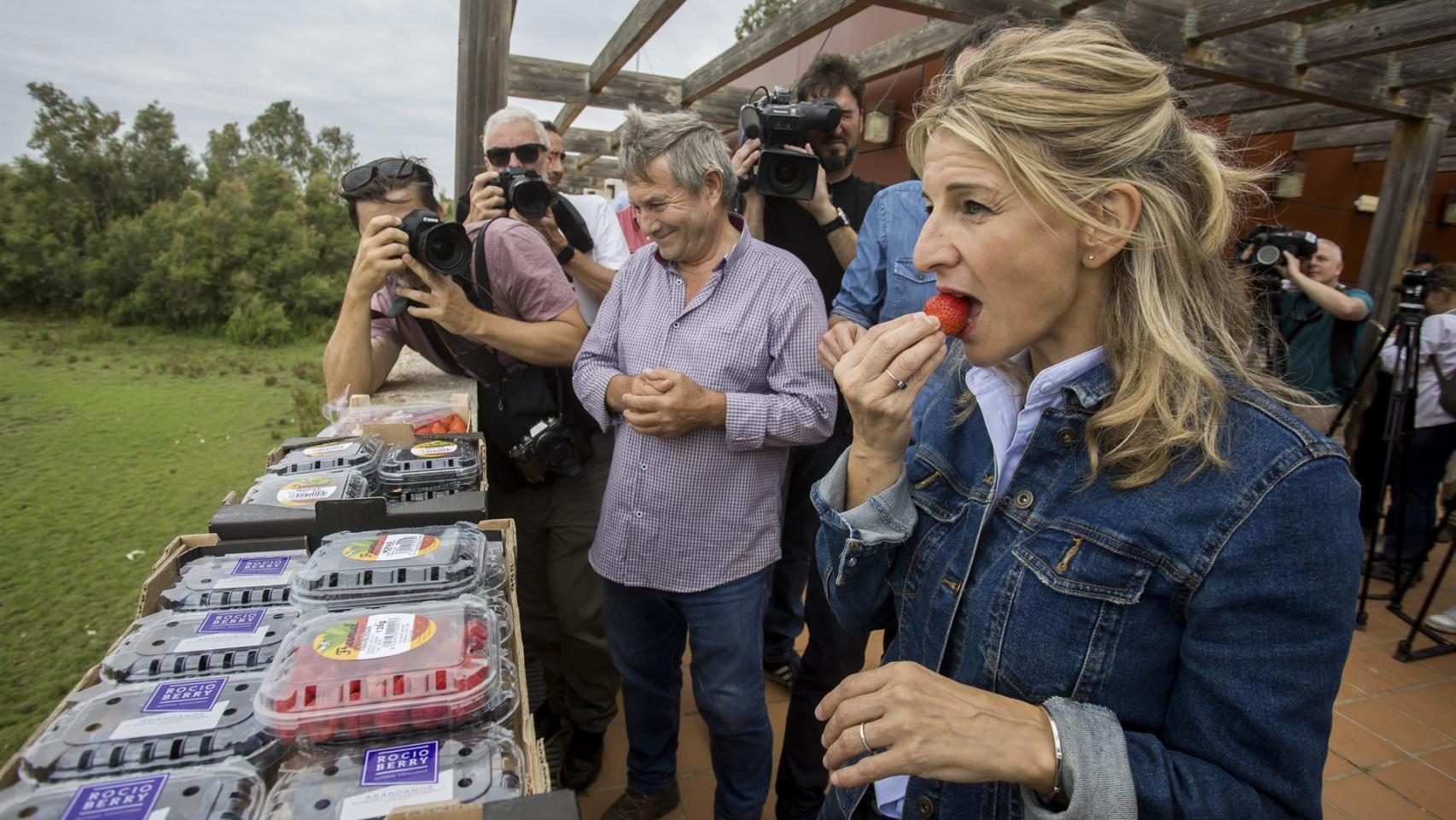 La ministra de Trabajo, Yolanda Díaz, come una fresa en Doñana.