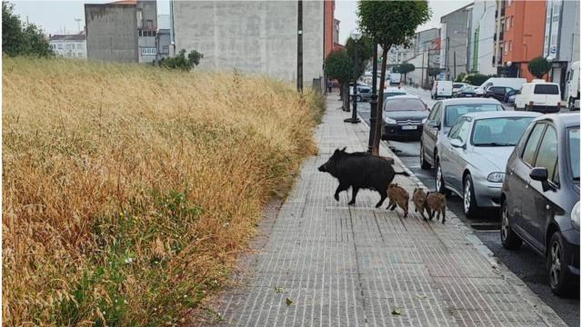 Imagen de archivo de la jabalí y sus crías en Meicende