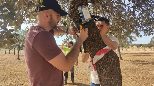 Técnicos del IFAPA instalan sensores en un árbol.