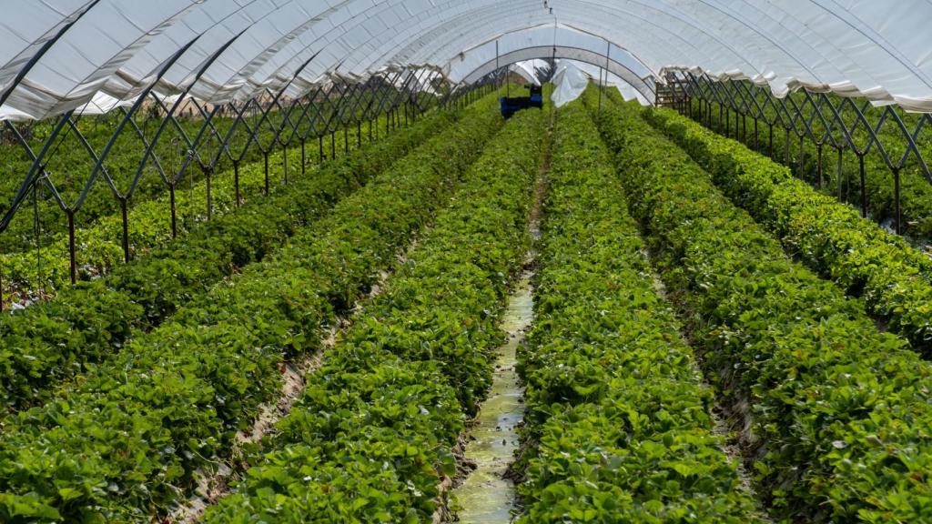 Cultivo de fresas bajo plástico en Huelva.