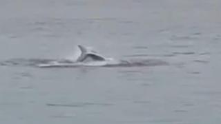 Momento del ataque del tiburón.