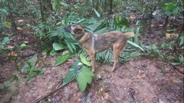 Wilson, el perro que buscaba a los menores desaparecidos en Guaviare.