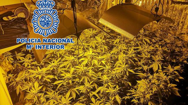 Imagen de archivo de una de las plantaciones de marihuana incautadas.