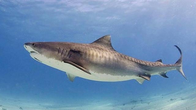 Un tiburón tigre.