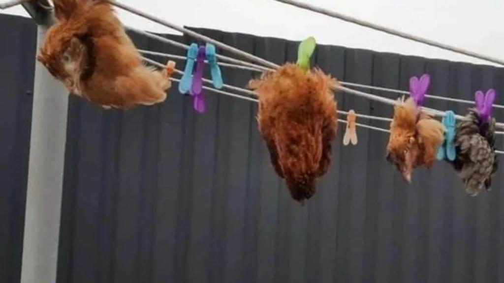 Imagen de los pollos colgados vivos por el Ejército ruso en un tendedero de Borýspil.
