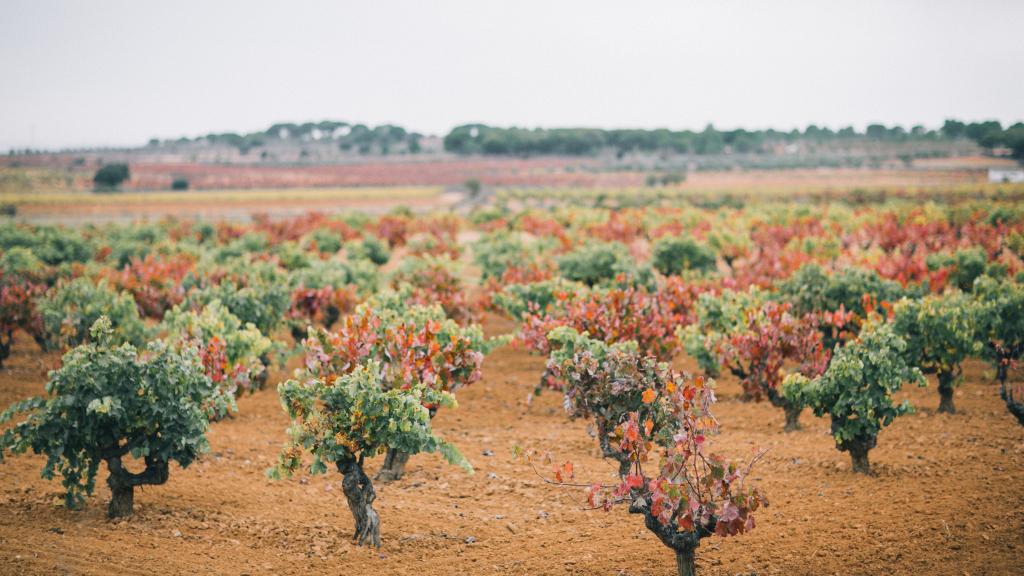 Una de las preciosas parcelas de  viñedo en La Manchuela