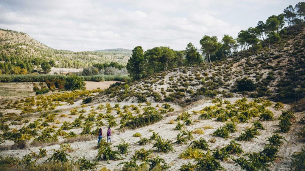 Viñas viejas en La Manchuela