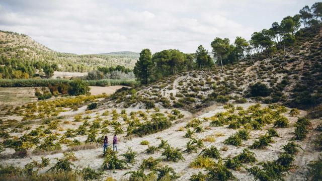Viñas viejas en La Manchuela