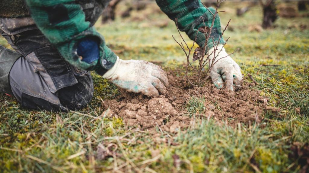 Una de las reforestaciones de MH.