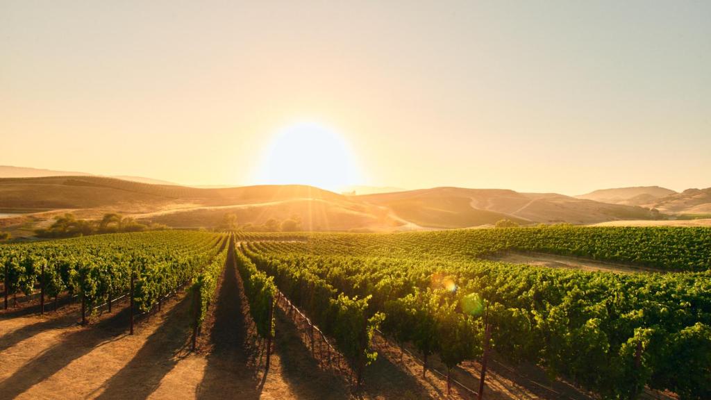 Viñedos de Chandon en California.