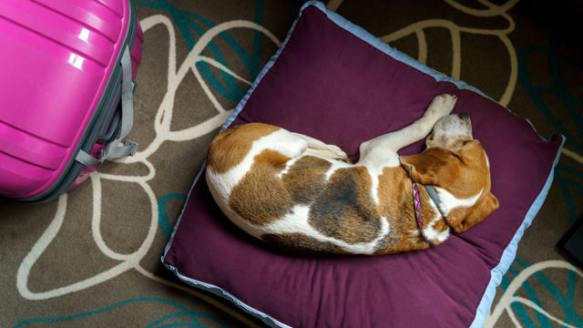 Un perro en un hotel, en una imagen de archivo.
