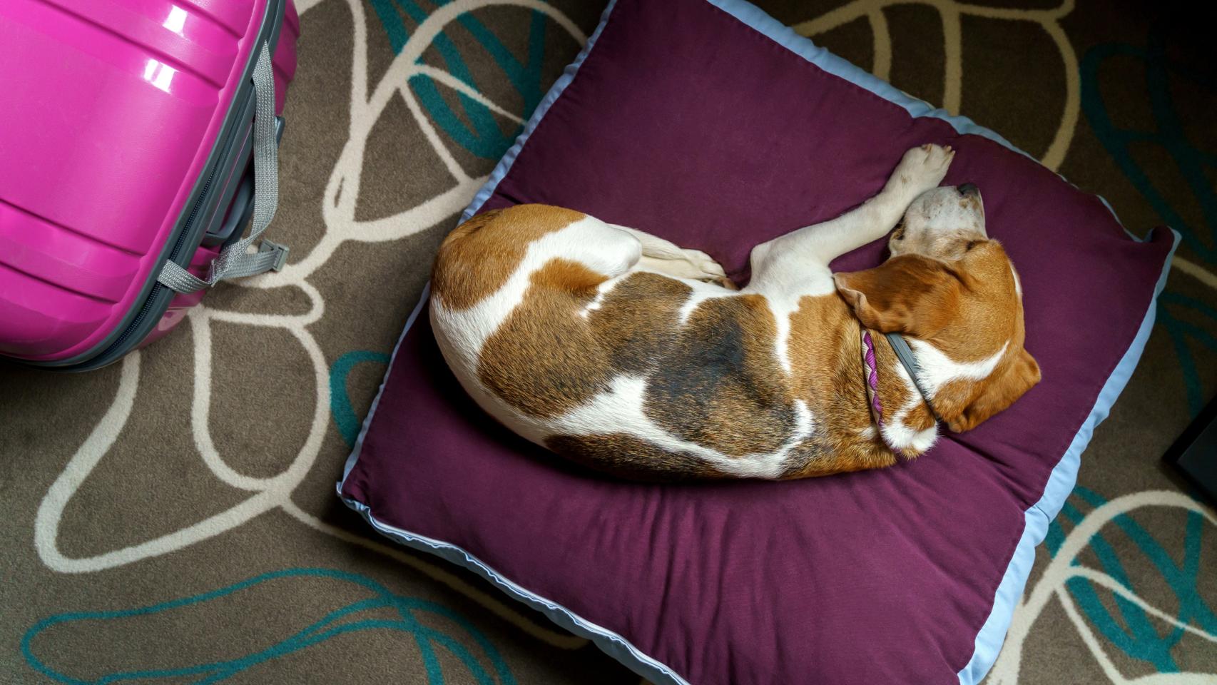 Un perro en un hotel, en una imagen de archivo.