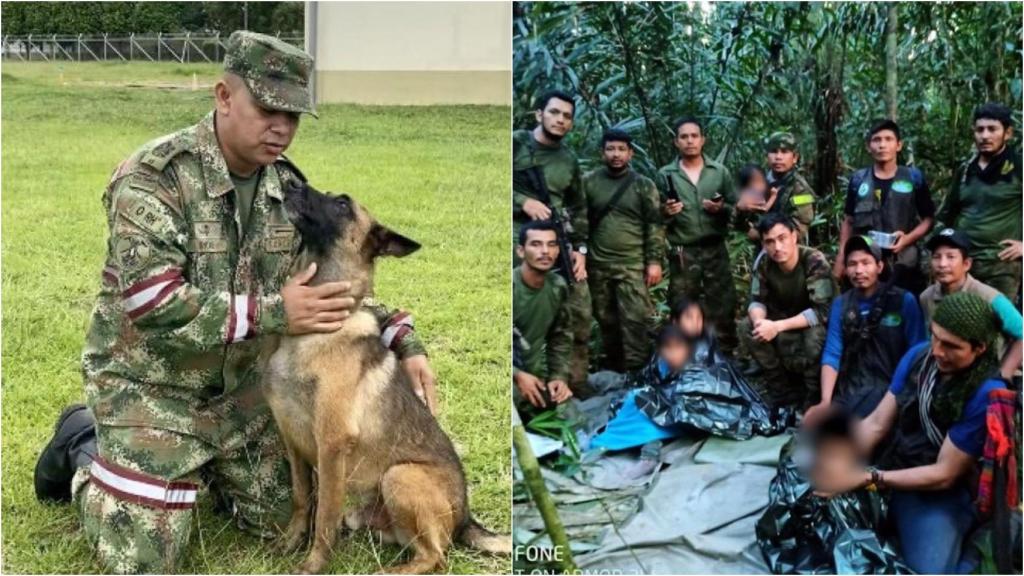 Wilson, el perro que ayudó a rescatar a los cuatro hermanos perdidos en la selva colombiana.