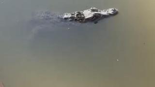 Aparece un caimán de casi un metro en una finca de Yunclillos (Toledo)