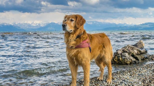 Estas son las playas a las que puedes ir con tu perro en este verano de 2023