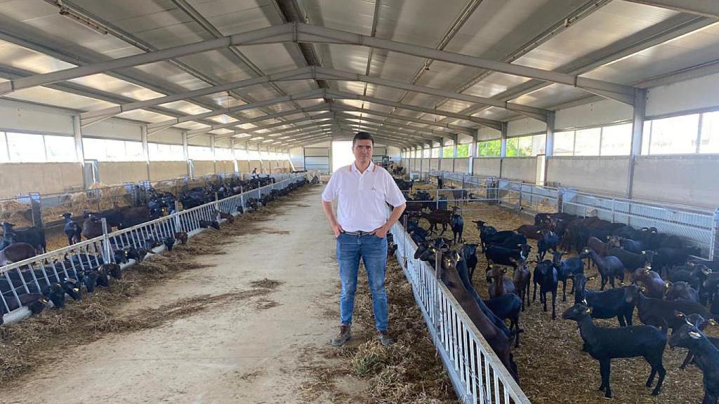 Gonzalo con sus cabras