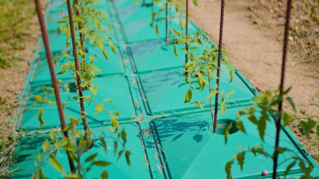 Varias plantas de tomate con el invento.