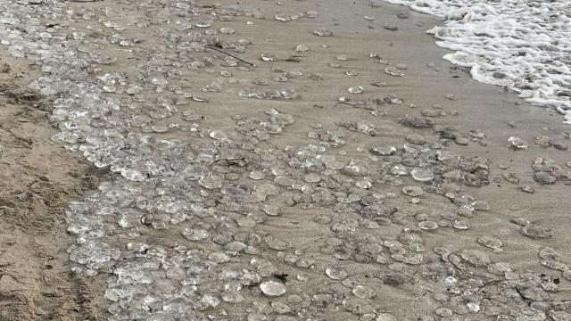 Medusas en el Orzán.