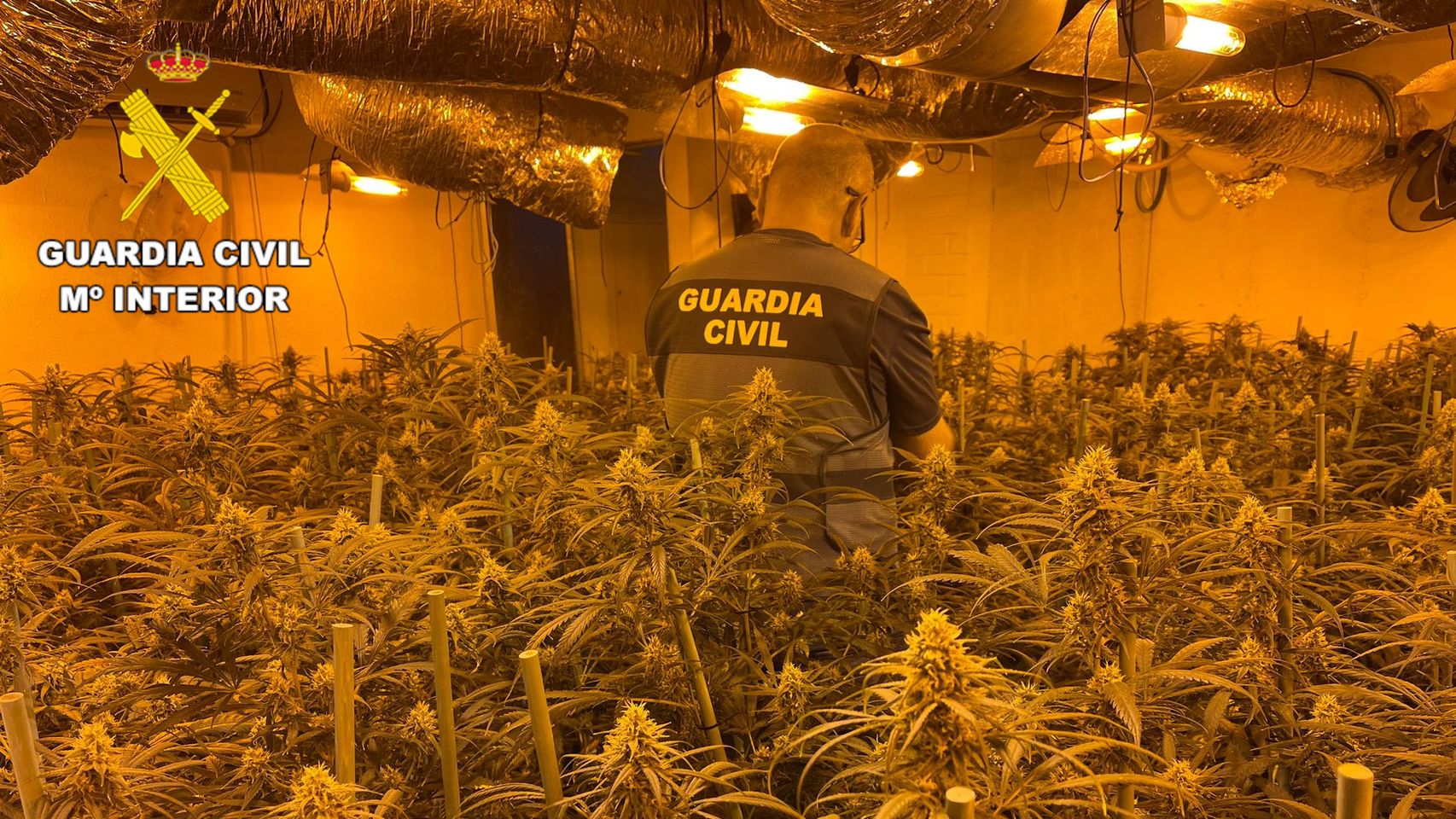Plantación 'indoor' de marihuana desmantelada en Sancti Spiritus