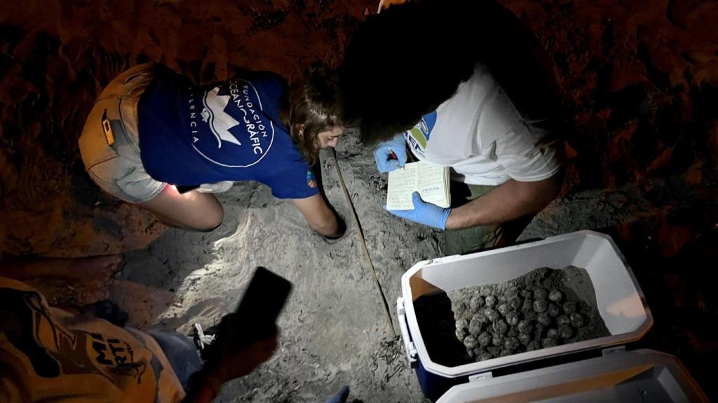 Una tortuga marina deposita 80 huevos esta madrugada en la playa de Dénia