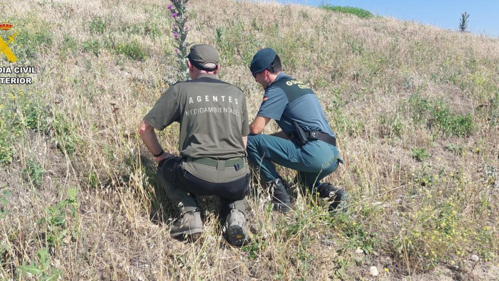 Agentes del Seprona y medioambientales inspeccionan el terreno. GUARDIA CIVIL