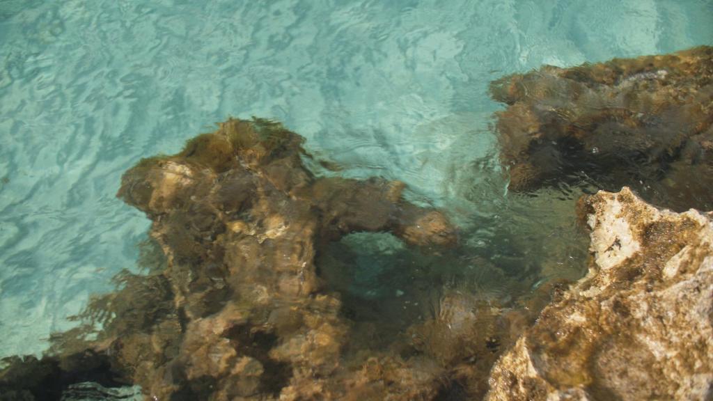 Hoss Intropia ha logrado apadrinar un total de 52.482 m² de praderas de posidonia.