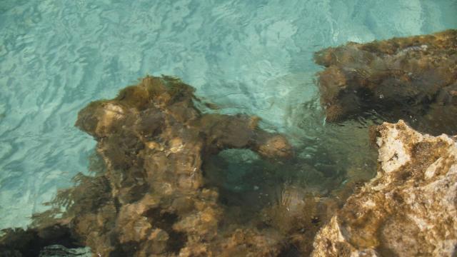 Hoss Intropia ha logrado apadrinar un total de 52.482 m² de praderas de posidonia.