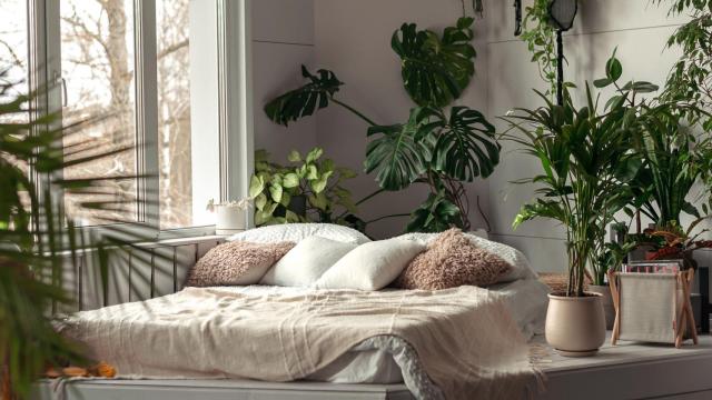 Estas plantas son todo lo que necesitas para refrescar tu hogar este verano