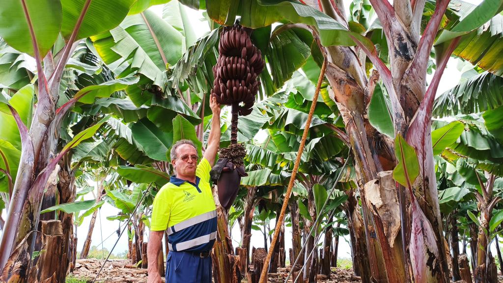 Aurelio Luis Fernández, un agricultor que lleva los últimos dos años trabajando con las plataneras rojas.