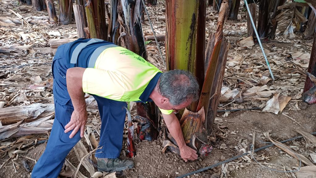 El agricultor Aurelio Luis Fernández, enseñando el hijo de la palmera que dará plátanos rojos en el futuro.