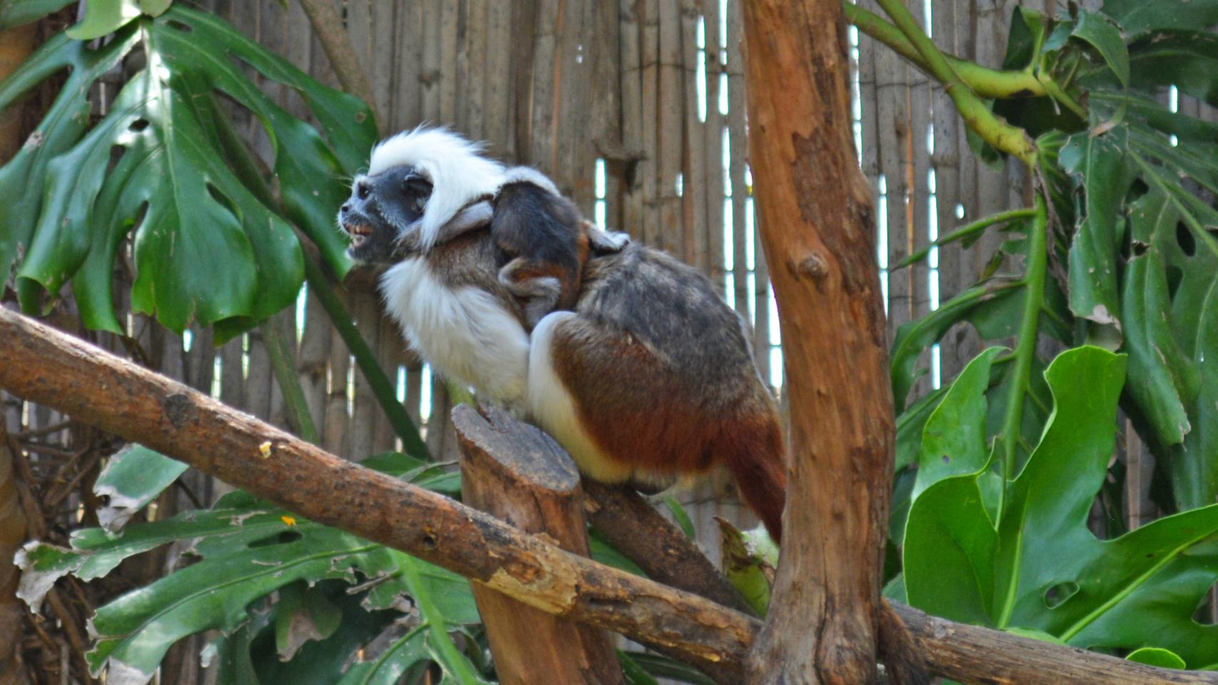 Una de las crías de tití algodón en Terra Natura Benidorm.