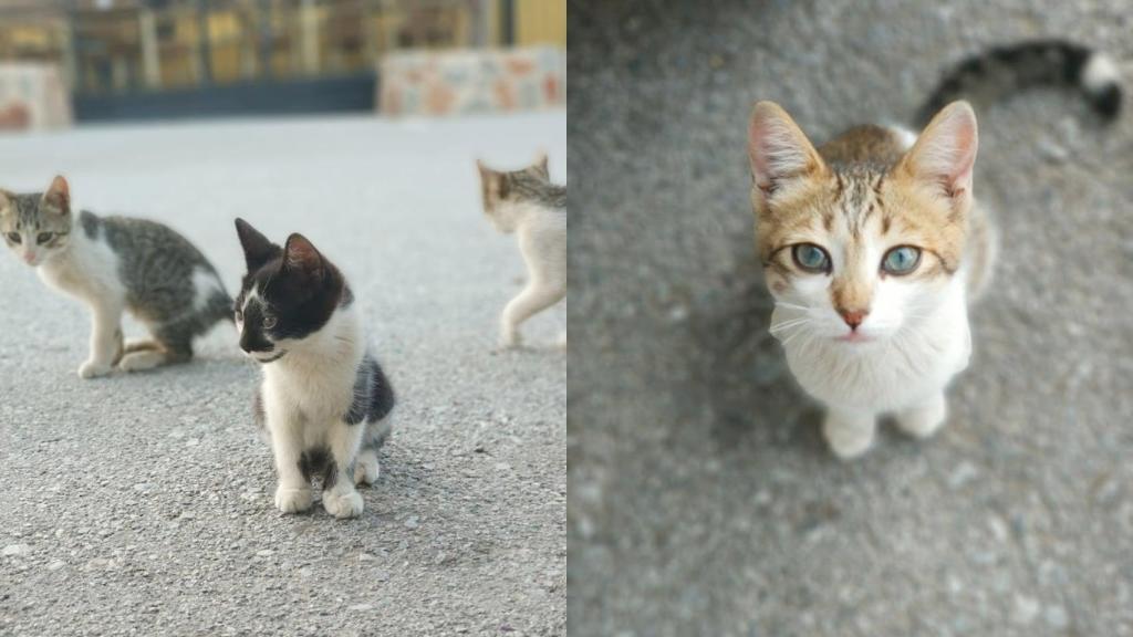 Crías de gatos en una gasolinera