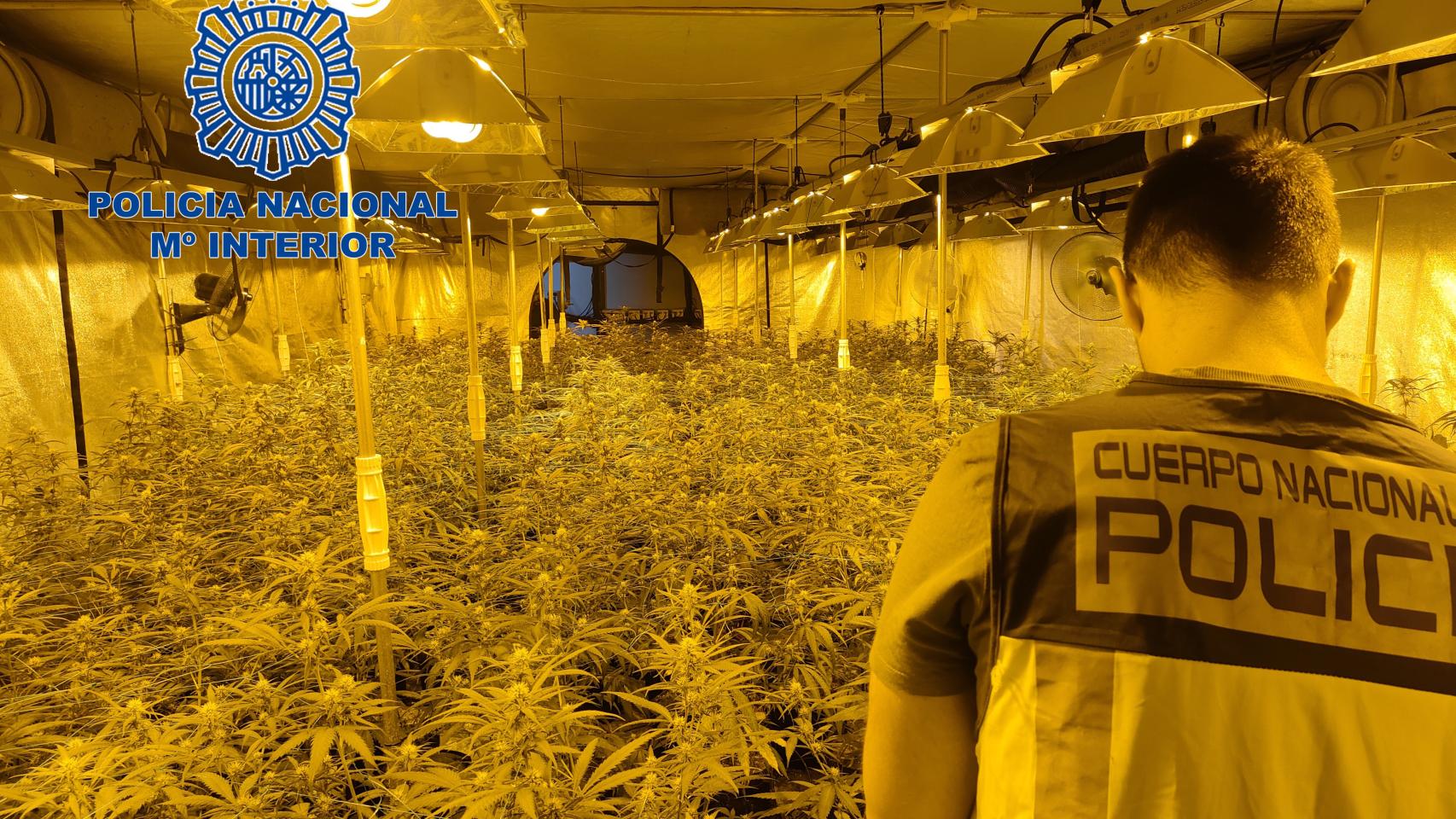 La plantación con 1.100 plantas de marihuana hallada en la fábrica abandonada.
