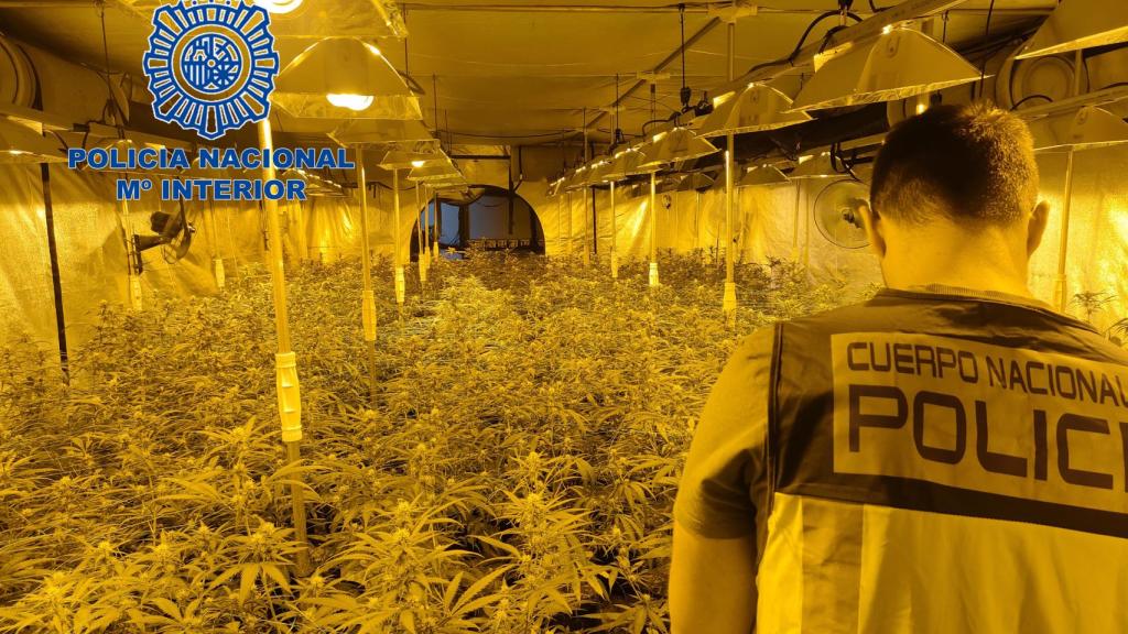 La plantación con 1.100 plantas de marihuana hallada en la fábrica abandonada.