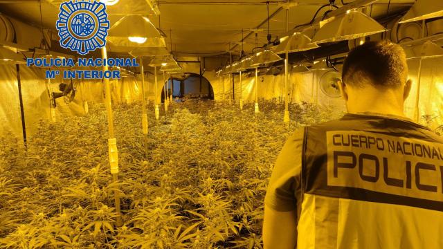 La plantación con 1.100 plantas de marihuana hallada en la fábrica abandonada.