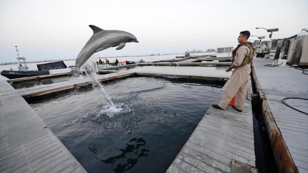 Entrenamiento de delfines en Estados Unidos