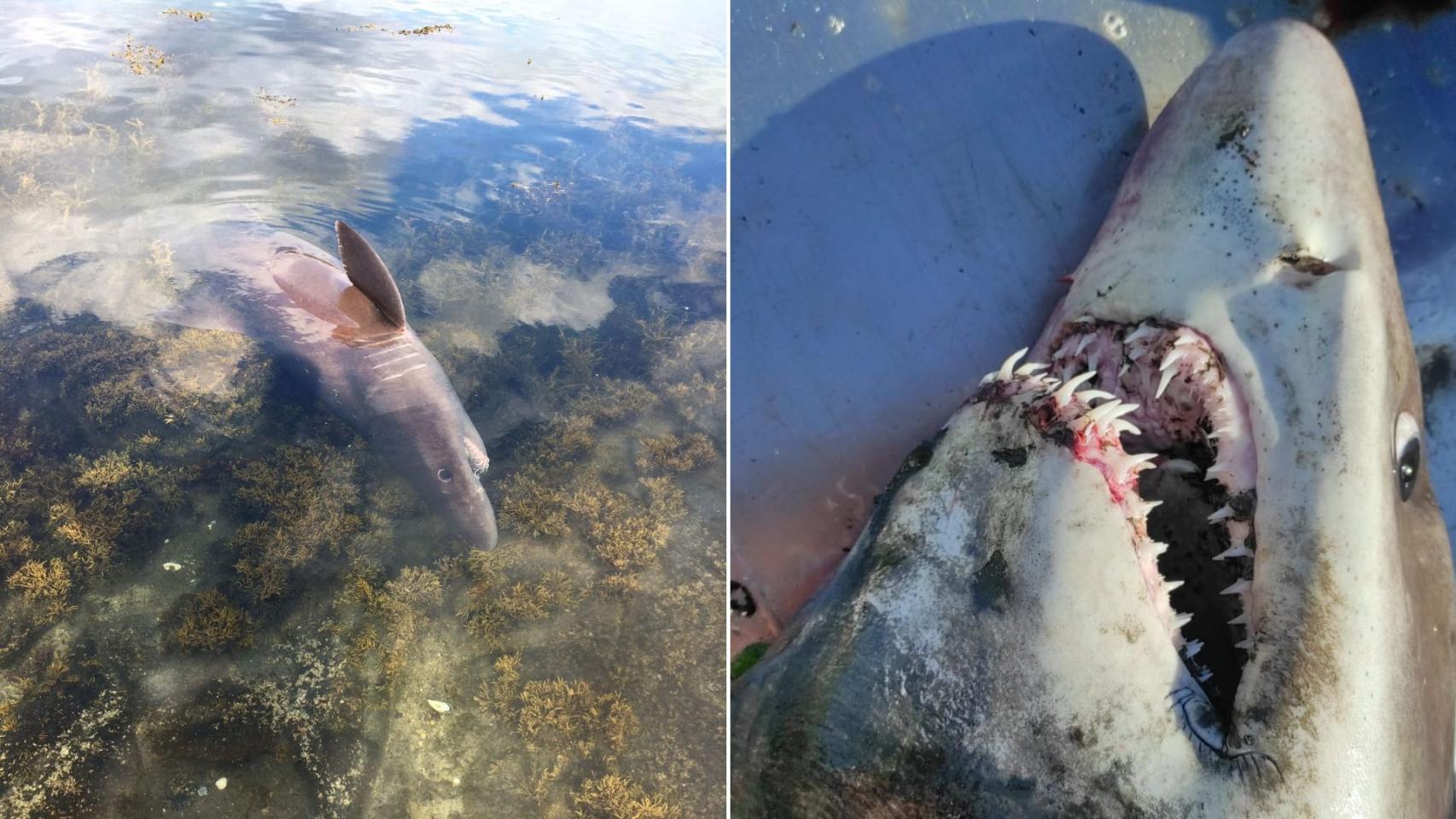 El ejemplar de tiburón solrayo aparecido en la ría de Arousa.