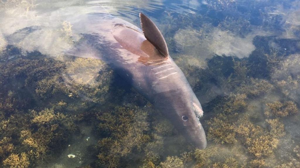 El ejemplar de tiburón solrayo aparecido en la ría de Arousa.