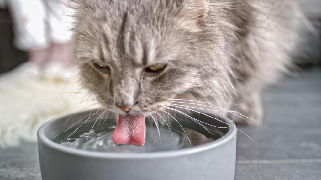 Imagen de archivo de un gato bebiendo de una fuente.